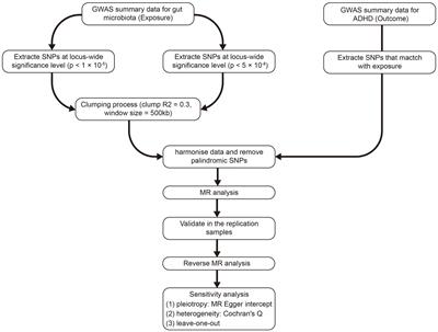 Two-sample Mendelian randomization analysis investigates causal associations between gut microbiota and attention deficit hyperactivity disorder